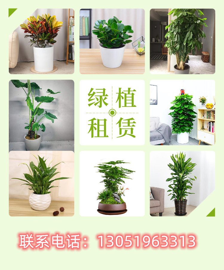 绿化养护-种植-庭院改造-园区绿地-草坪铺设-艺彤园艺约20.00元(9)