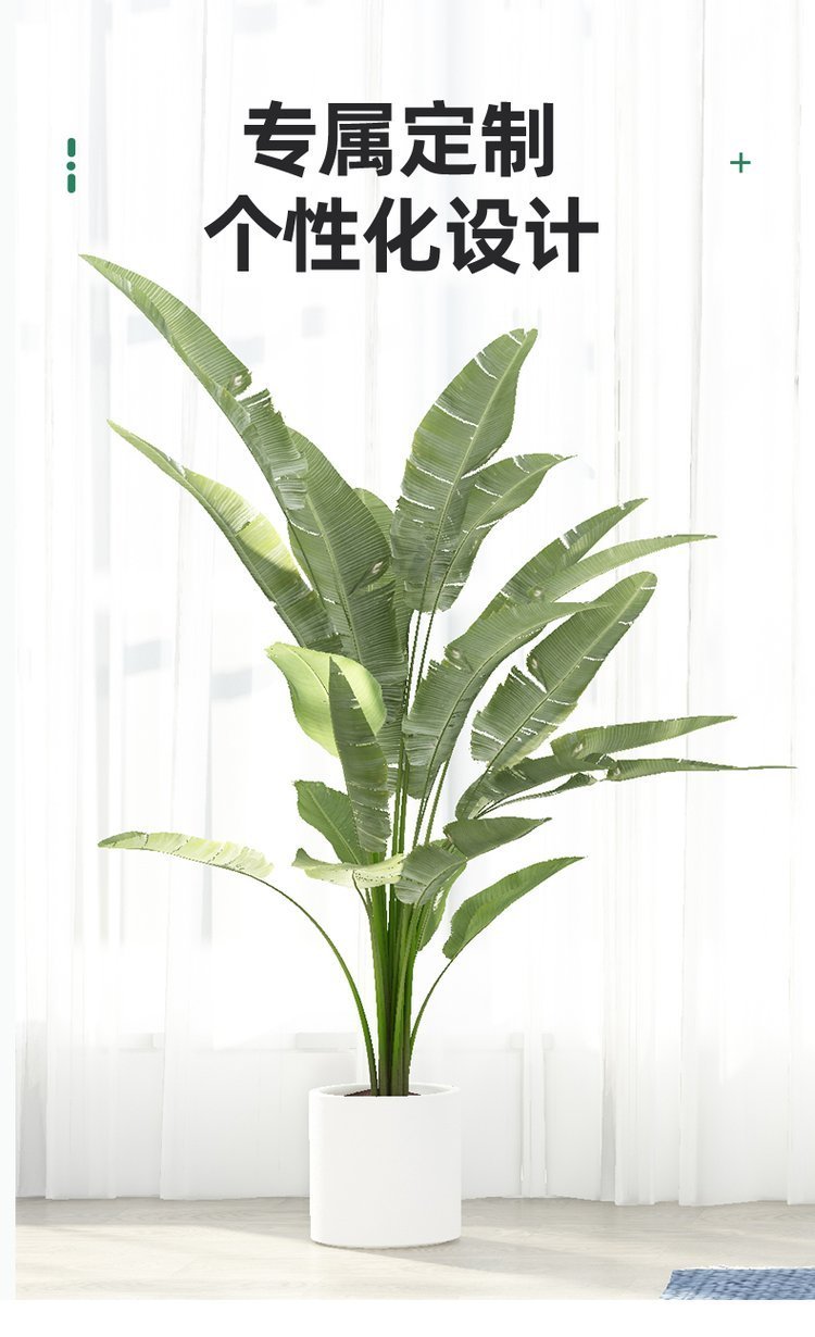 绿化养护 植物租赁 绿植租赁 净化空气 办公室大厅植物租摆约8.00元(11)