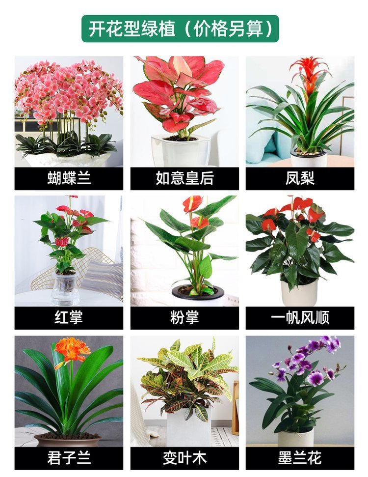 绿化养护 植物租赁 绿植租赁 净化空气 办公室大厅植物租摆约8.00元(12)