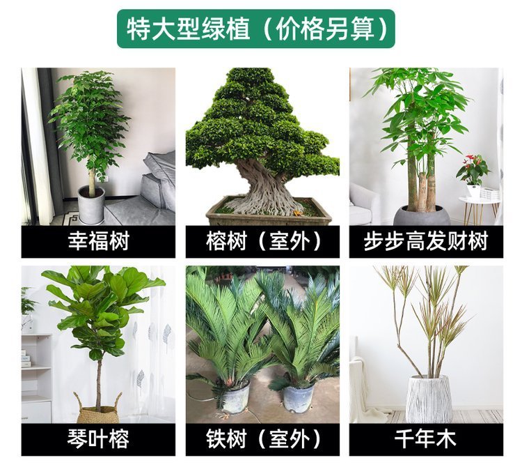 绿化养护 植物租赁 绿植租赁 净化空气 办公室大厅植物租摆约8.00元(14)