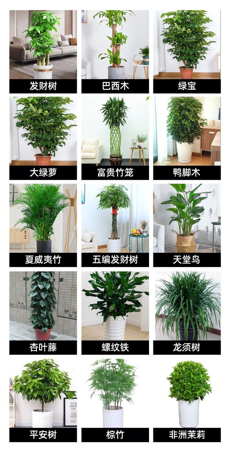绿化养护 植物租赁 绿植租赁 净化空气 办公室大厅植物租摆约8.00元(13)