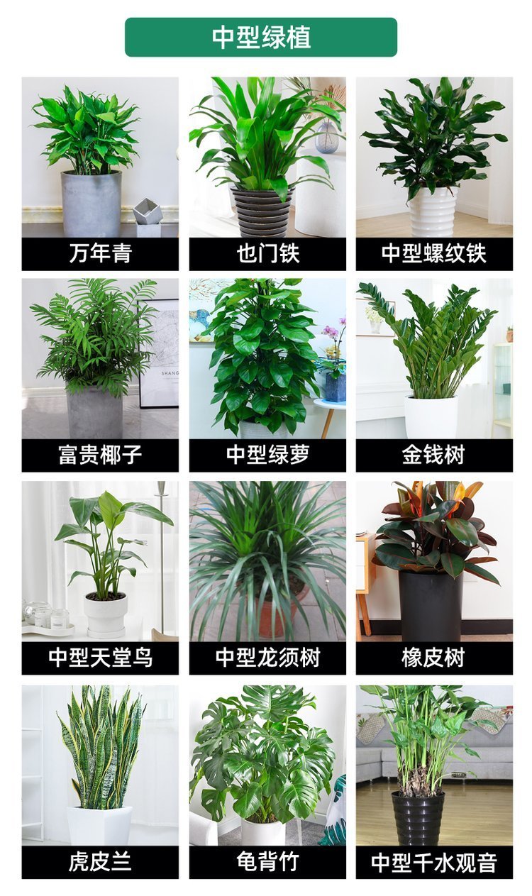 绿化养护 植物租赁 绿植租赁 净化空气 办公室大厅植物租摆约8.00元(15)
