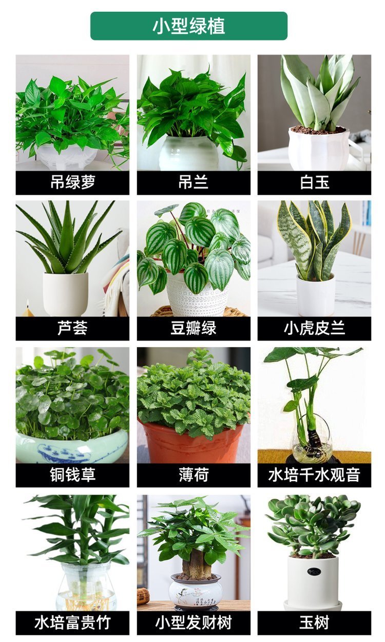 绿化养护 植物租赁 绿植租赁 净化空气 办公室大厅植物租摆约8.00元(16)