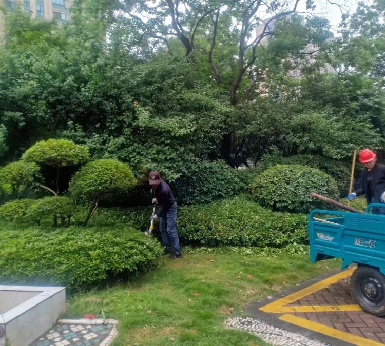 花园 露台 庭院绿化养护 各种造型绿化设计 上海泽珐园林约6.00元(3) 花园 露台 庭院绿化养护 各种造型绿化设计 上海泽珐园林约6.00元(3)