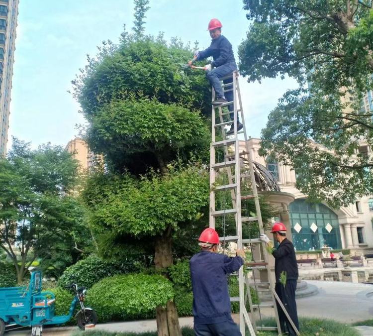 花园 露台 庭院绿化养护 各种造型绿化设计 上海泽珐园林约6.00元(5) 花园 露台 庭院绿化养护 各种造型绿化设计 上海泽珐园林约6.00元(5)