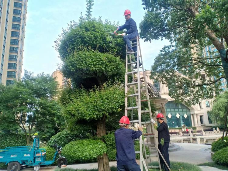 花园 露台 庭院绿化养护 各种造型绿化设计 上海泽珐园林约6.00元(7) 花园 露台 庭院绿化养护 各种造型绿化设计 上海泽珐园林约6.00元(7)