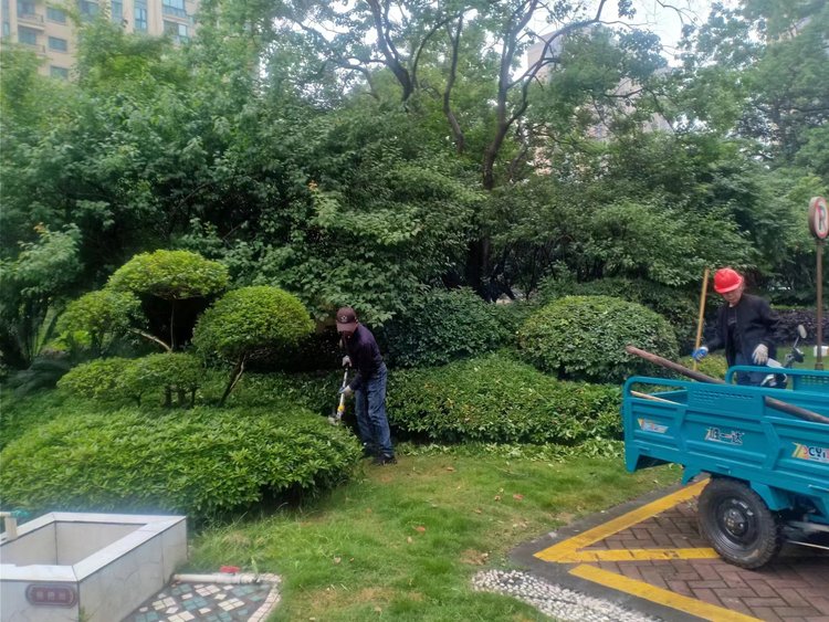 花园 露台 庭院绿化养护 各种造型绿化设计 上海泽珐园林约6.00元(9) 花园 露台 庭院绿化养护 各种造型绿化设计 上海泽珐园林约6.00元(9)