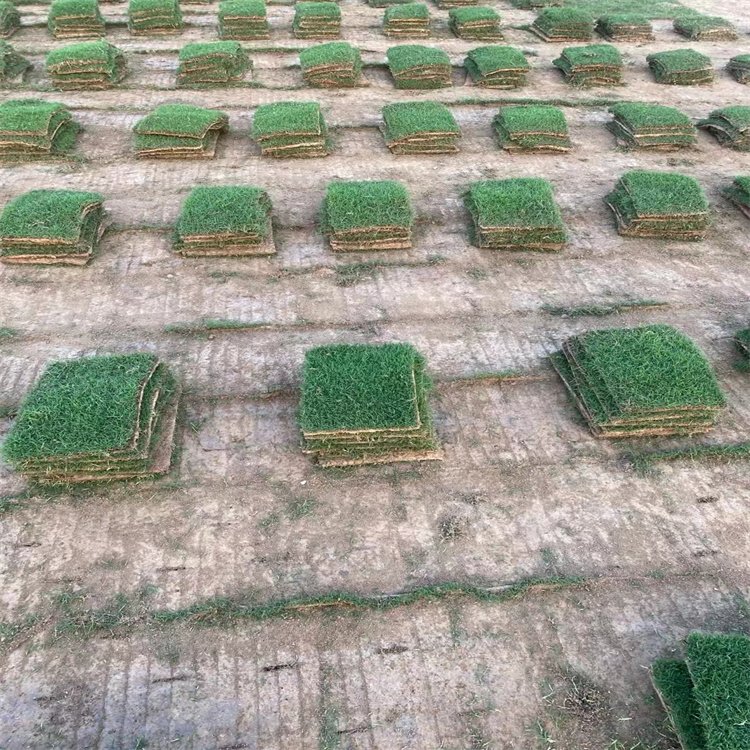 达诚兰引三号草皮的特性 冬季兰引三 号颜色变化约2.00元(2)