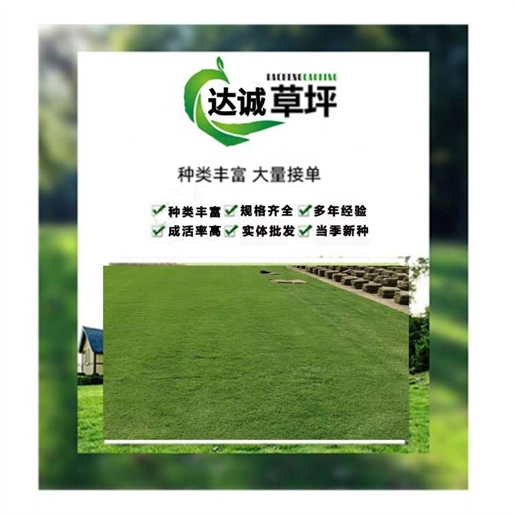 达诚兰引三号草皮的特性 冬季兰引三 号颜色变化约2.00元(6)