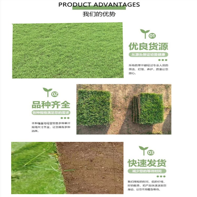 达诚兰引三号草皮的特性 冬季兰引三 号颜色变化约2.00元(7)