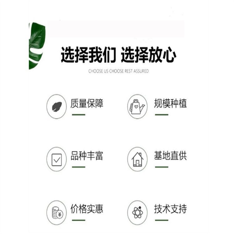 达诚兰引三号草皮的特性 冬季兰引三 号颜色变化约2.00元(8)