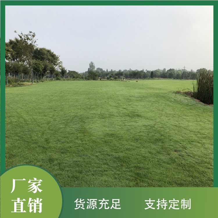 达诚兰引三号草皮的特性 冬季兰引三 号颜色变化约2.00元(16)
