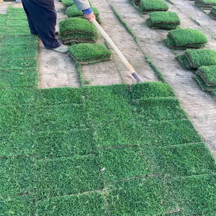 达诚兰引三号草皮的特性 冬季兰引三 号颜色变化约2.00元(9)