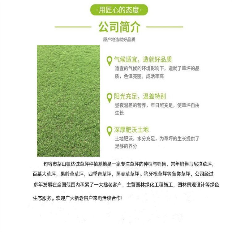 达诚兰引三号草皮的特性 冬季兰引三 号颜色变化约2.00元(14)