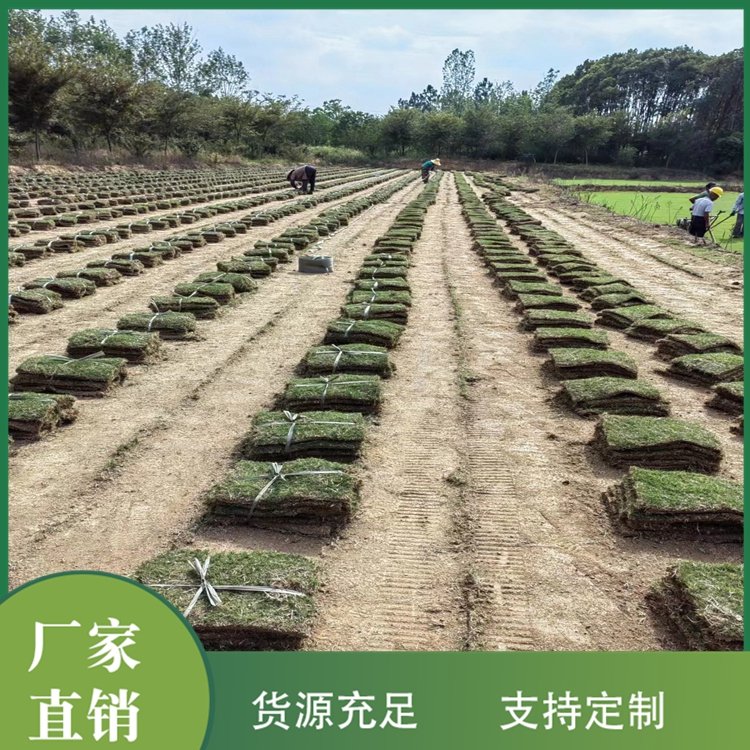 达诚兰引三号草皮的特性 冬季兰引三 号颜色变化约2.00元(18)