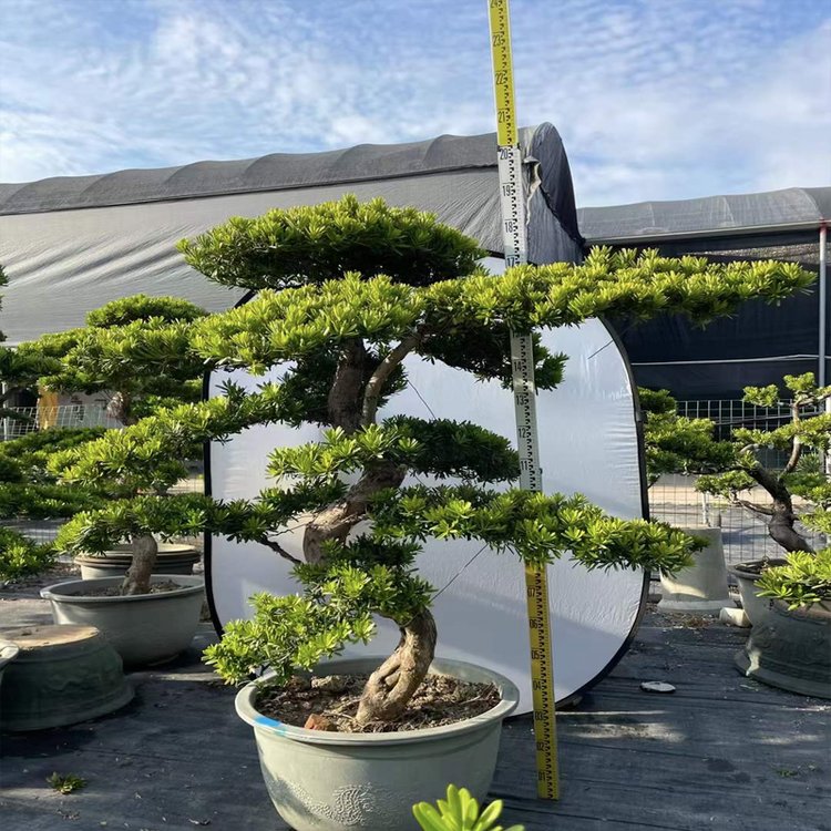 千绘园林 办公室公司盆栽绿植植物短租 一站式服务 工作环境更加舒适约0.11元,约0.08元,约0.05元(3)
