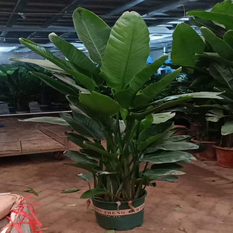 千绘园林 办公室公司盆栽绿植植物短租 一站式服务 工作环境更加舒适约0.11元,约0.08元,约0.05元(4)