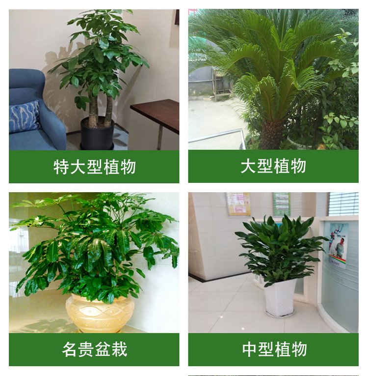 千绘园林 办公室公司盆栽绿植植物短租 一站式服务 工作环境更加舒适约0.11元,约0.08元,约0.05元(8)