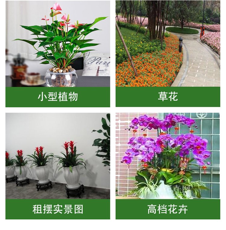 千绘园林 办公室公司盆栽绿植植物短租 一站式服务 工作环境更加舒适约0.11元,约0.08元,约0.05元(9)