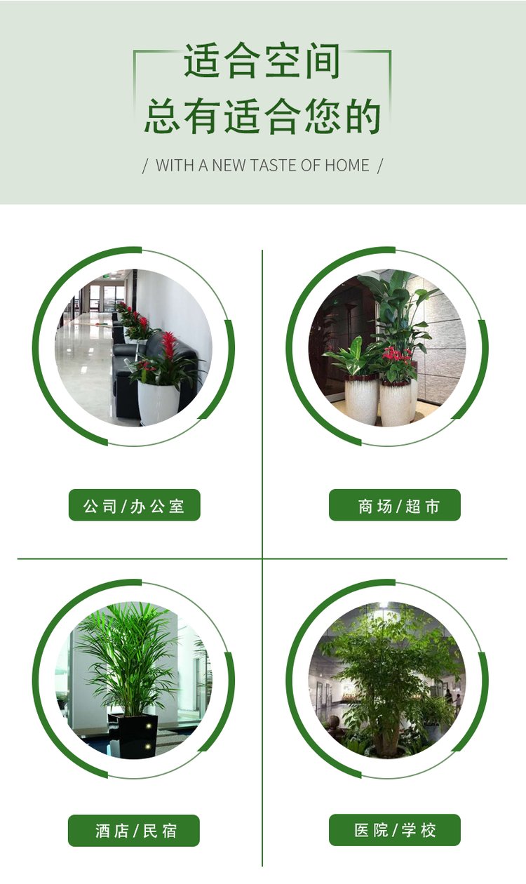 千绘园林 办公室公司盆栽绿植植物短租 一站式服务 工作环境更加舒适约0.11元,约0.08元,约0.05元(12)