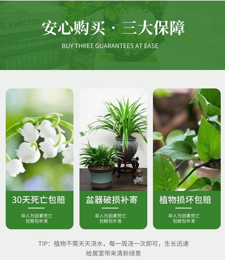 千绘园林 办公室公司盆栽绿植植物短租 一站式服务 工作环境更加舒适约0.11元,约0.08元,约0.05元(13)