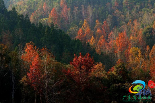 秋染车八岭(邓华浩摄影）.jpg