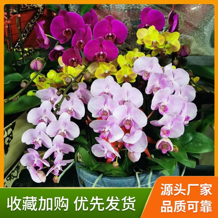 绿植花卉租赁厂家直供 花色色系绿色系 批发零售 一站式服务约12.00元(1) 绿植花卉租赁厂家直供 花色色系绿色系 批发零售 一站式服务约12.00元(1)