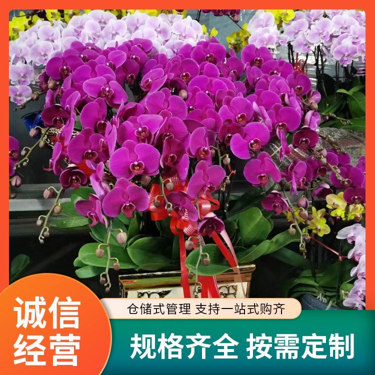 绿植花卉租赁厂家直供 花色色系绿色系 批发零售 一站式服务约12.00元(3) 绿植花卉租赁厂家直供 花色色系绿色系 批发零售 一站式服务约12.00元(3)