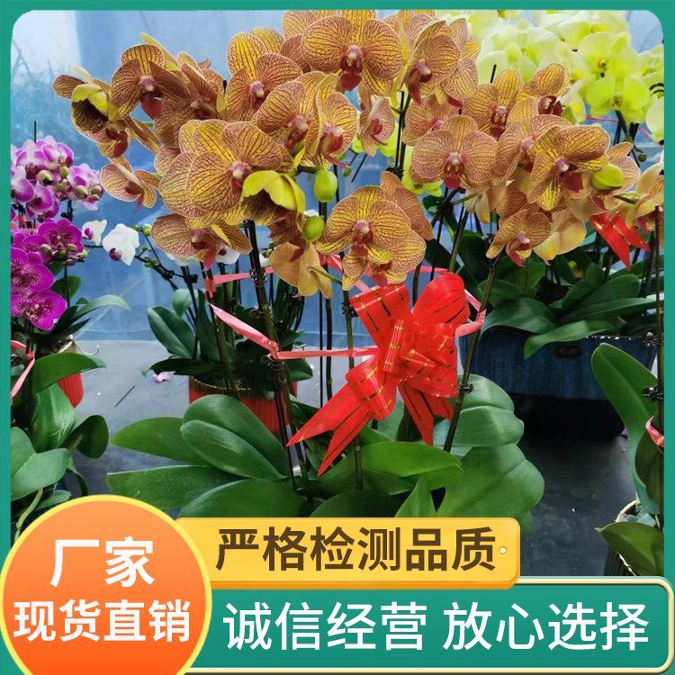 绿植花卉租赁厂家直供 花色色系绿色系 批发零售 一站式服务约12.00元(4) 绿植花卉租赁厂家直供 花色色系绿色系 批发零售 一站式服务约12.00元(4)