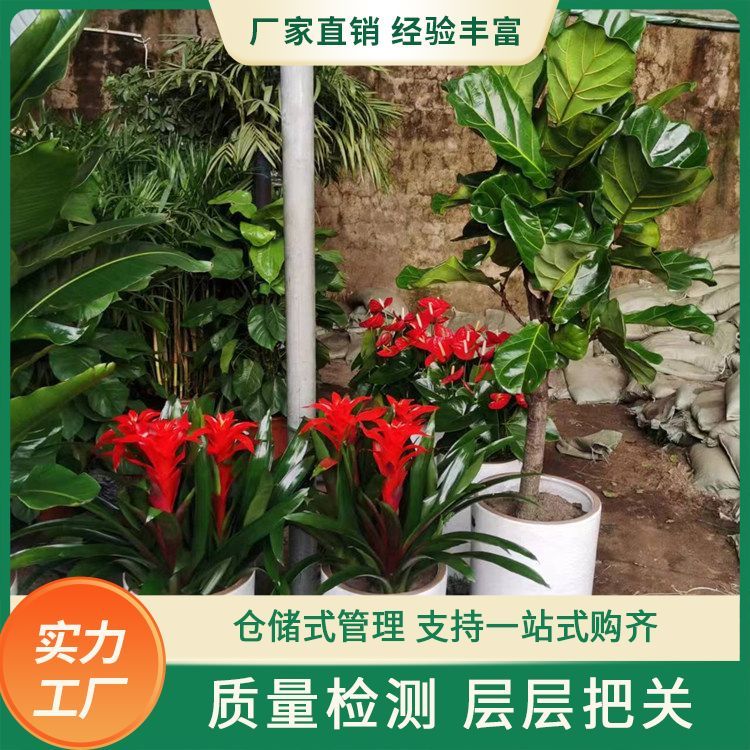 绿植花卉租赁厂家直供 花色色系绿色系 批发零售 一站式服务约12.00元(5) 绿植花卉租赁厂家直供 花色色系绿色系 批发零售 一站式服务约12.00元(5)
