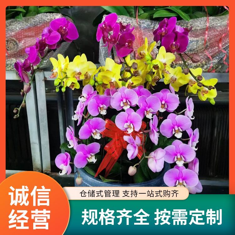 绿植花卉租赁厂家直供 花色色系绿色系 批发零售 一站式服务约12.00元(10) 绿植花卉租赁厂家直供 花色色系绿色系 批发零售 一站式服务约12.00元(10)