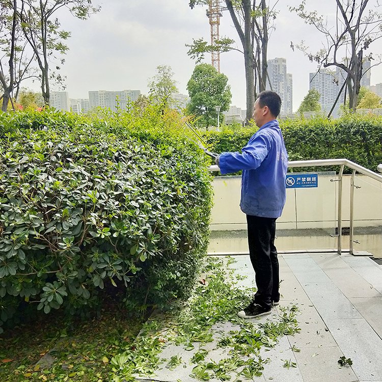 绿化养护 绿植喷药 修剪一站式服务 专业团队 造型优美 天堂鸟园林景观约15.00元(1)