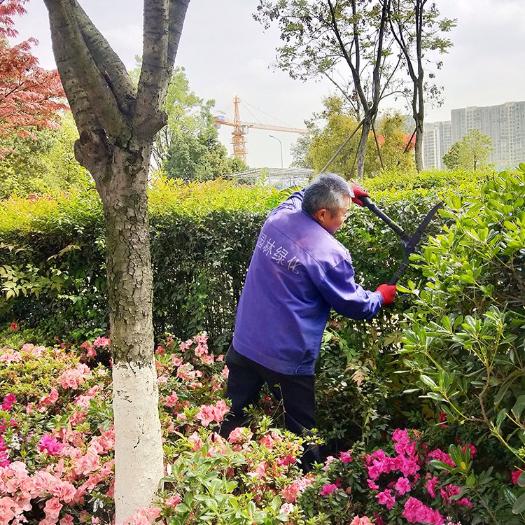 绿化养护 绿植喷药 修剪一站式服务 专业团队 造型优美 天堂鸟园林景观约15.00元(4)