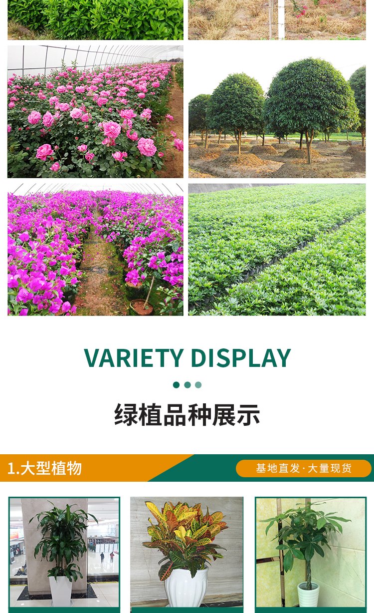 绿化养护 绿植喷药 修剪一站式服务 专业团队 造型优美 天堂鸟园林景观约15.00元(11)