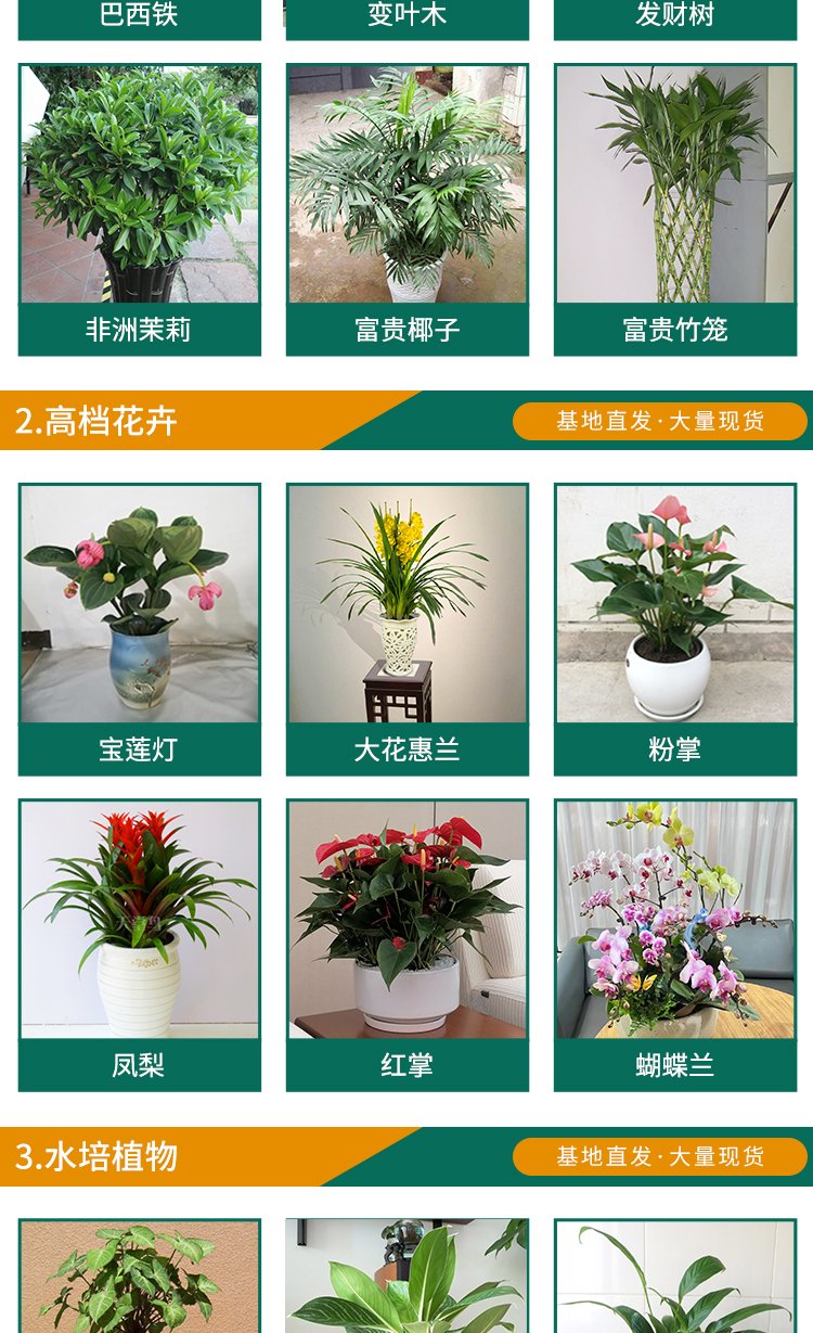 绿化养护 绿植喷药 修剪一站式服务 专业团队 造型优美 天堂鸟园林景观约15.00元(12)