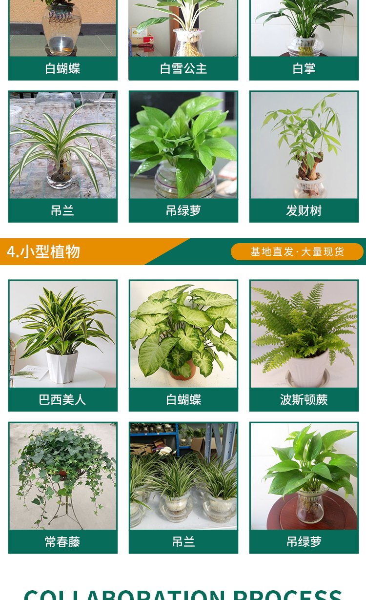 绿化养护 绿植喷药 修剪一站式服务 专业团队 造型优美 天堂鸟园林景观约15.00元(13)