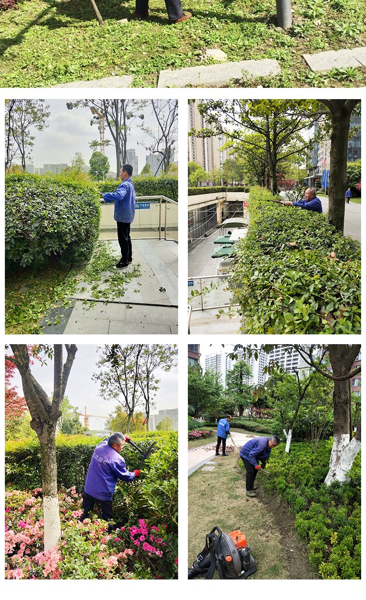 绿化养护 绿植喷药 修剪一站式服务 专业团队 造型优美 天堂鸟园林景观约15.00元(15)