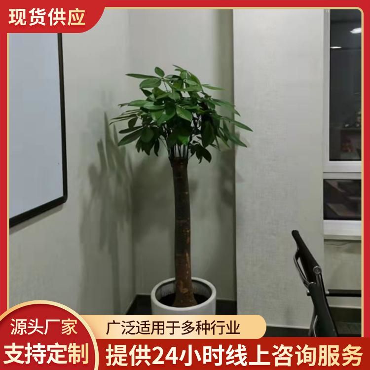 租赁绿植租摆供应 花色色系 白色系, 上门服务 耐热耐晒约12.00元