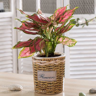 南山绿植出租公司，如意皇后盆景养护方法，佳林园艺***绿植租摆服务约10.00元,约9.00元,约8.00元