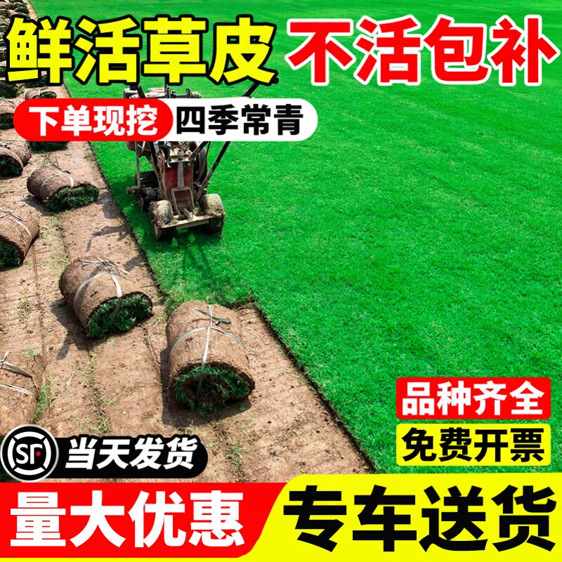 草皮真草坪带泥土别墅花园绿化四季青果岭草台湾草马尼拉带土草皮