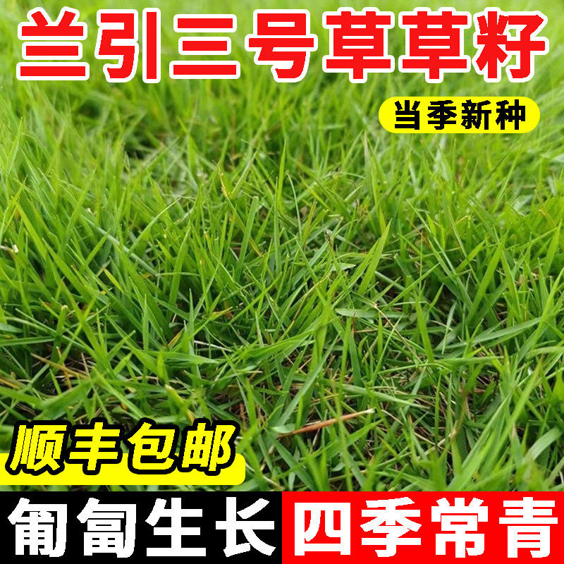 进口兰引三号草草坪种子匍匐型禾草草籽种子日本矮生结缕草多年生