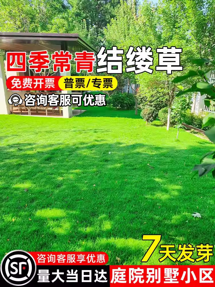 结缕草草籽四季常青耐踩耐踏矮生庭院别墅小区绿化中华结缕草种籽