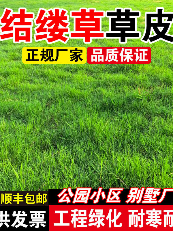 结缕草草皮耐热耐旱公园景区小区绿化种籽低矮耐踩草坪草种子