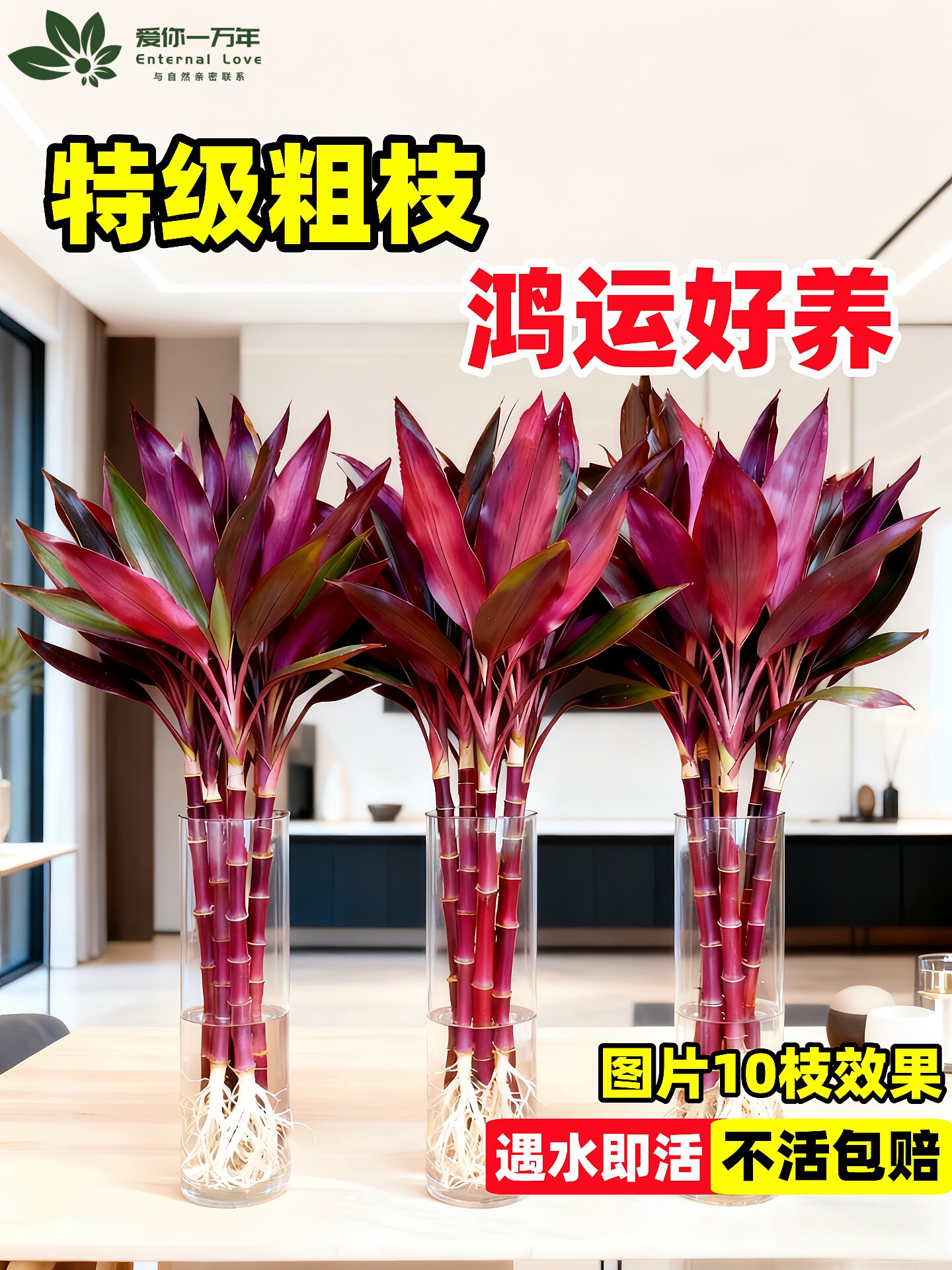 富贵竹水培绿植物盆栽客厅紫竹鸿运招财竹子办公室内桌面好养花卉
