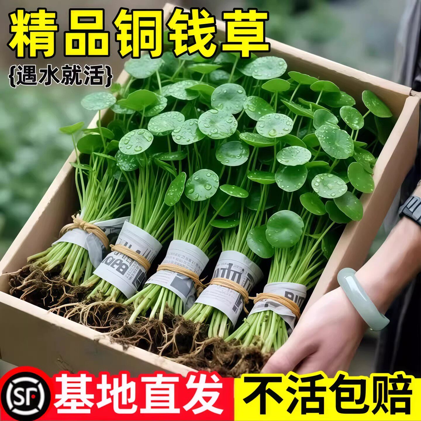 带叶铜钱草水培植物办公室内盆栽客厅桌面绿植花卉趣味水养金钱草