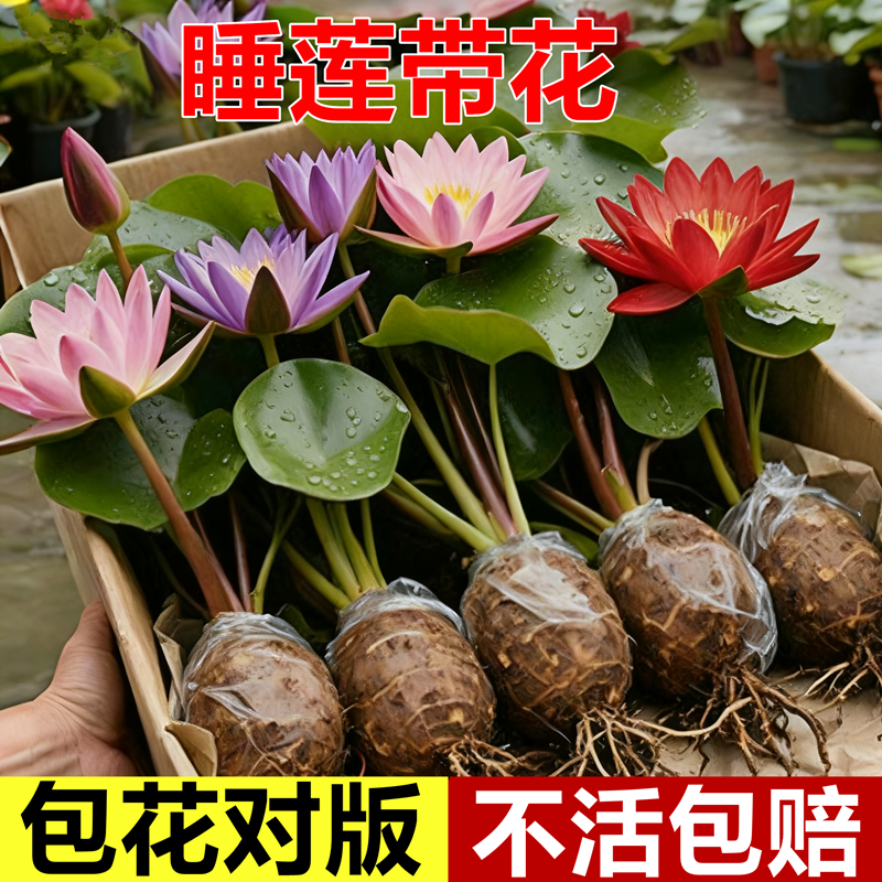 睡莲水培植物四季荷花莲花带花苞盆栽鱼塘好养室内开花种子鱼缸