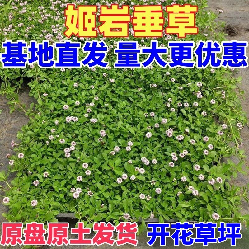 姬岩垂草好养耐踩耐踏地被植物开花草坪庭院绿化耐寒爬藤多季开花