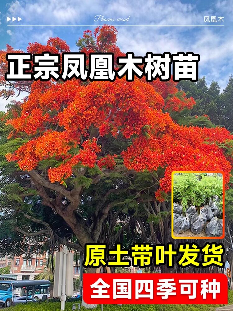 凤凰木老桩大树苗红花楹名贵花树庭院绿化常绿大门口风景树不落叶